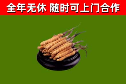 察布查尔县回收散虫草